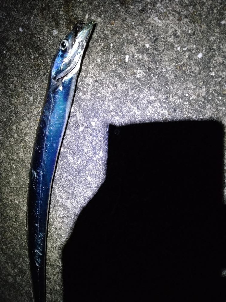 太刀魚4ヒット1バラシ