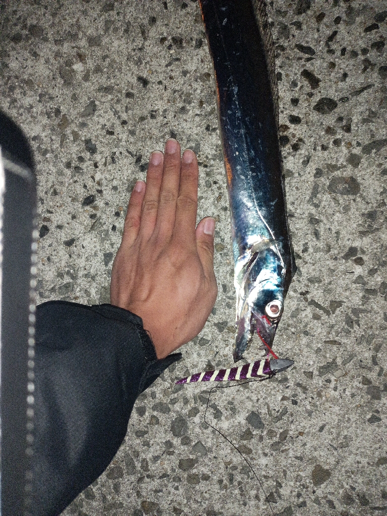 今年初！太刀魚