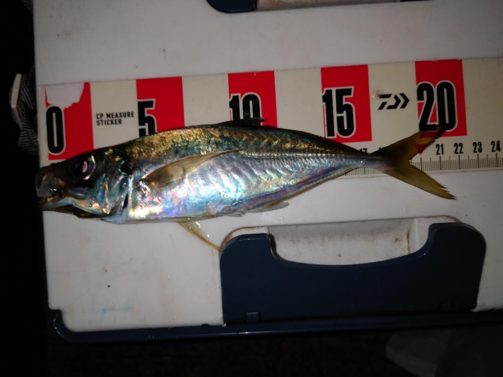 アジングヒャハー