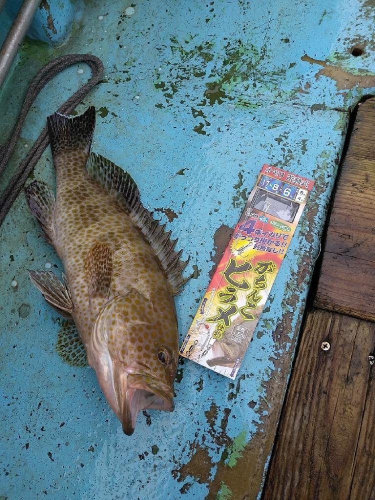 ヒラメ狙いで☆イワシ呑ませ