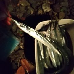 秋サヨリ最盛期