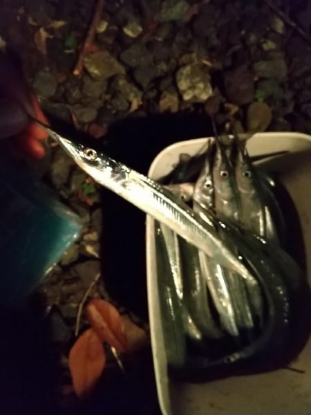 秋サヨリ最盛期