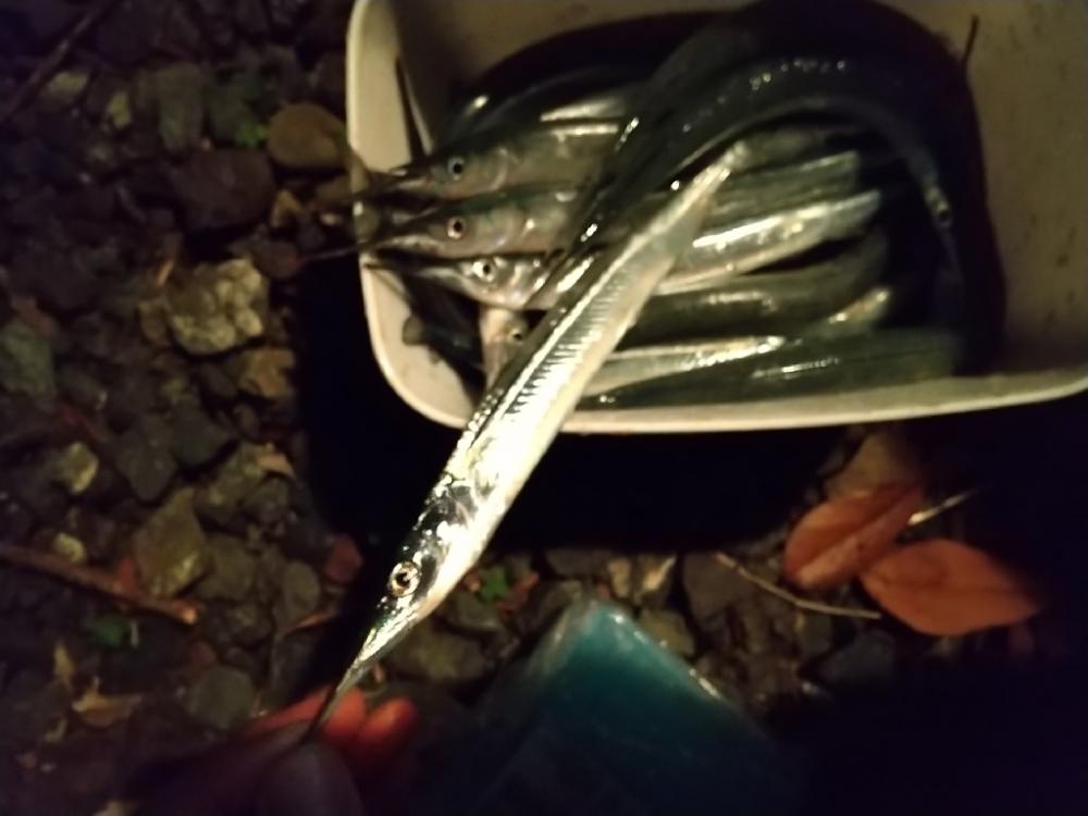 秋サヨリ最盛期