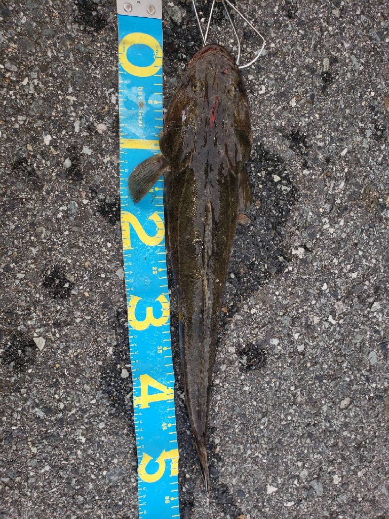 マゴチさんゲット