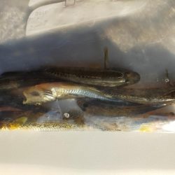 釣りデビューの本命は笑顔☺&…