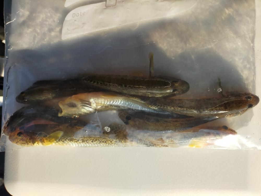 釣りデビューの本命は笑顔☺️