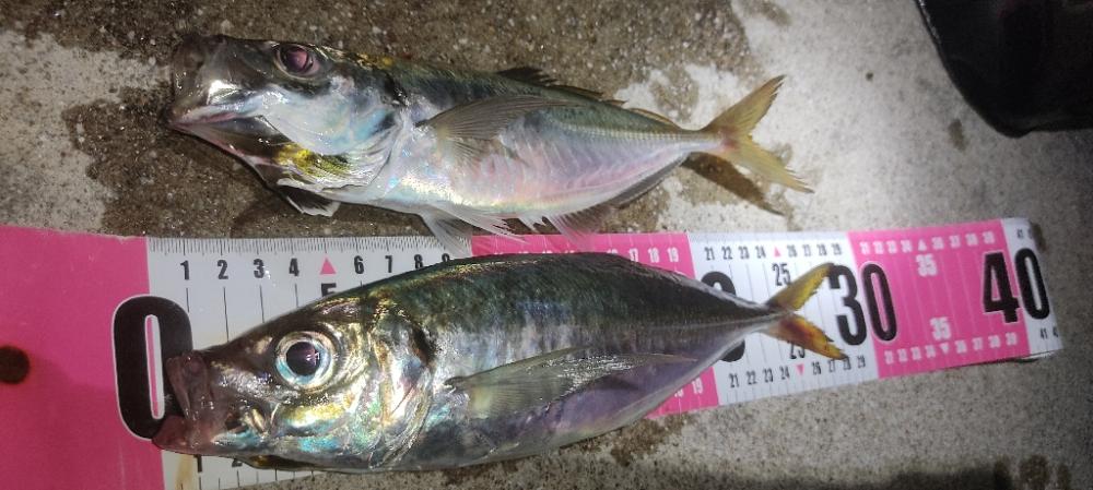 アジングto青物