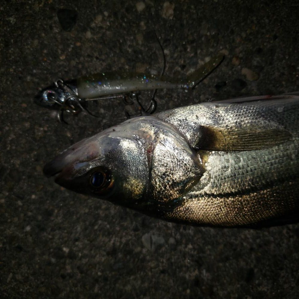 チーバス君こんばんは！