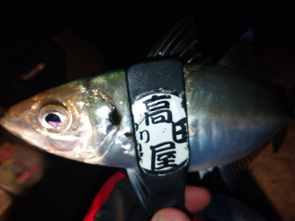 尺アジチャレンジ