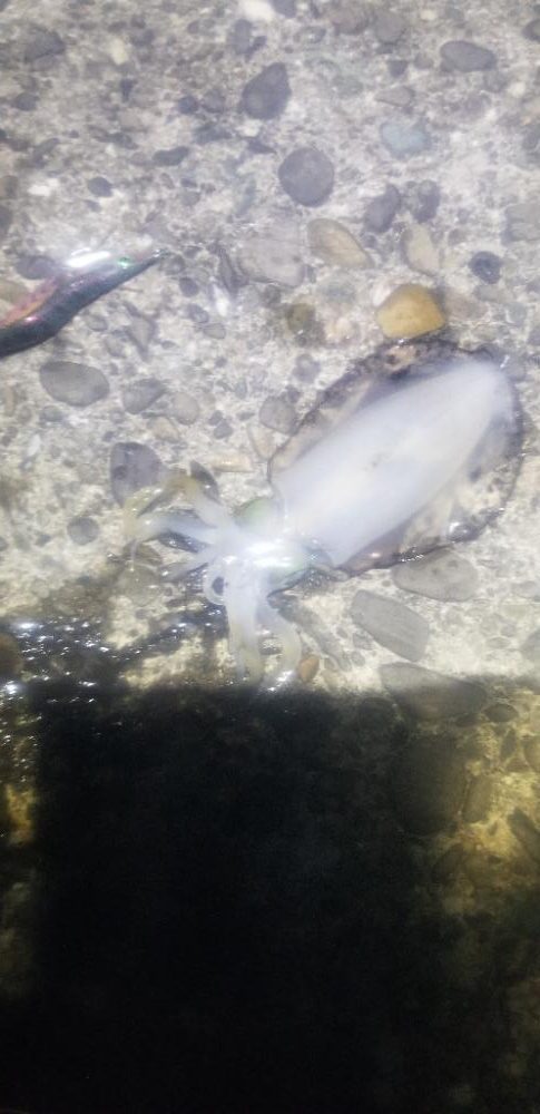 雨が降るまでエギング