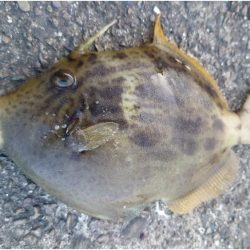 落とし込み＆アジング