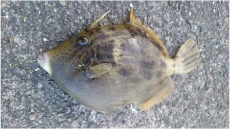 落とし込み＆アジング