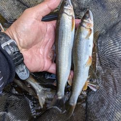 終盤の鮎釣り　飛騨川と白川