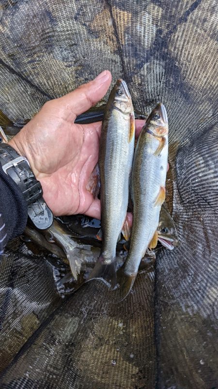 終盤の鮎釣り　飛騨川と白川