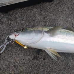 朝マズメ、ド干潮＆潮止まりでの一瞬