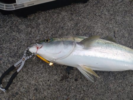 朝マズメ、ド干潮＆潮止まりでの一瞬