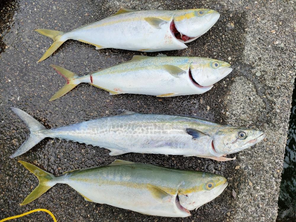 久しぶりのシイラ