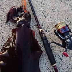 対馬エギング釣果
