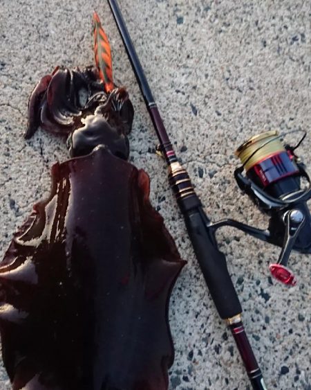 対馬エギング釣果