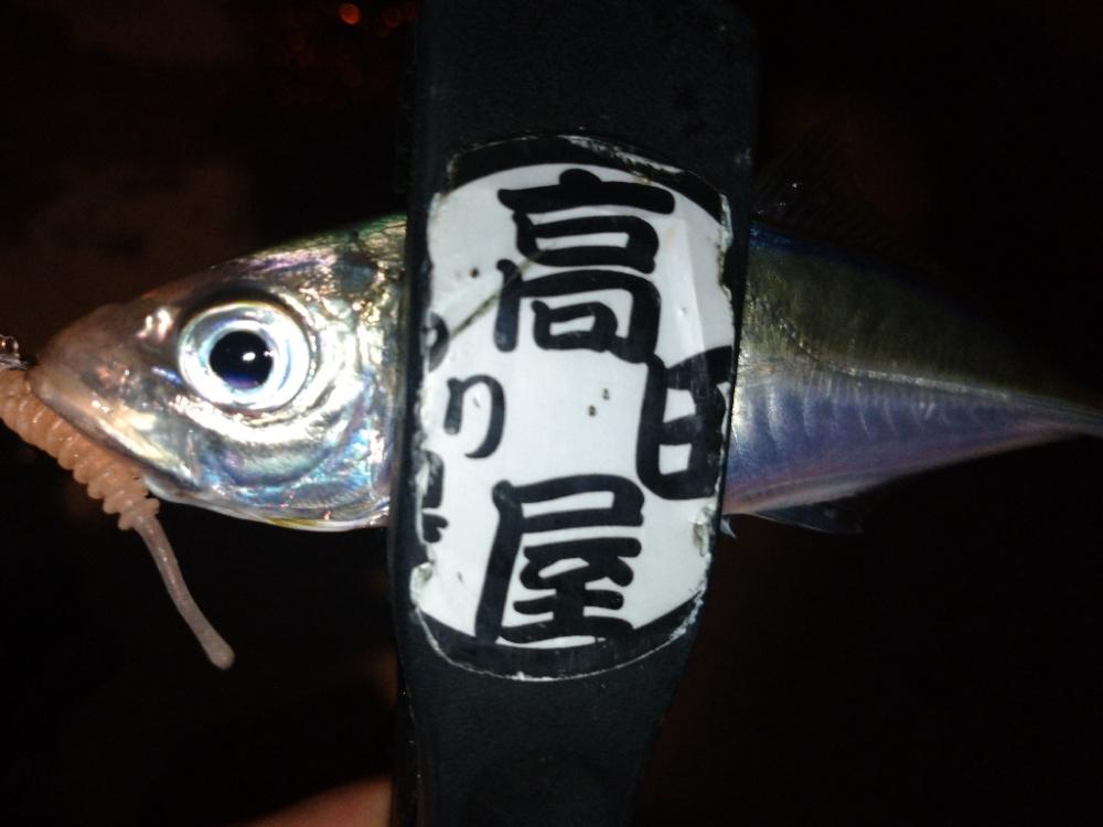 めっちゃ寒い🥶