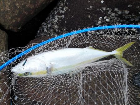 ショアジギングでメジロ