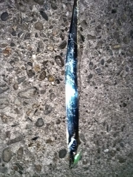 タチウオ楽しい