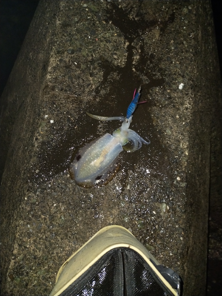 エギングでアオリイカ釣り