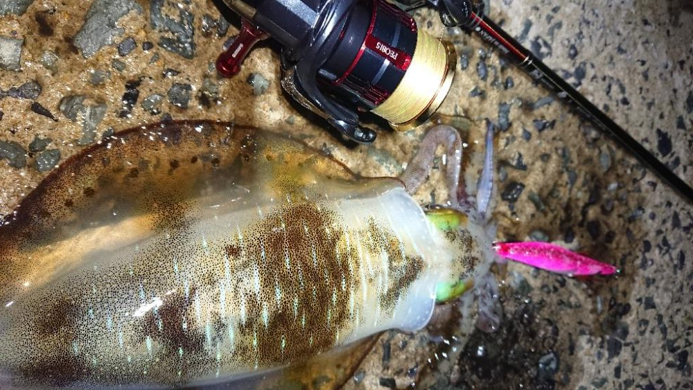 対馬エギング釣果