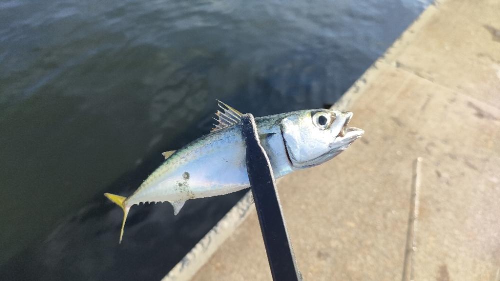 朝マズメ近隣釣行