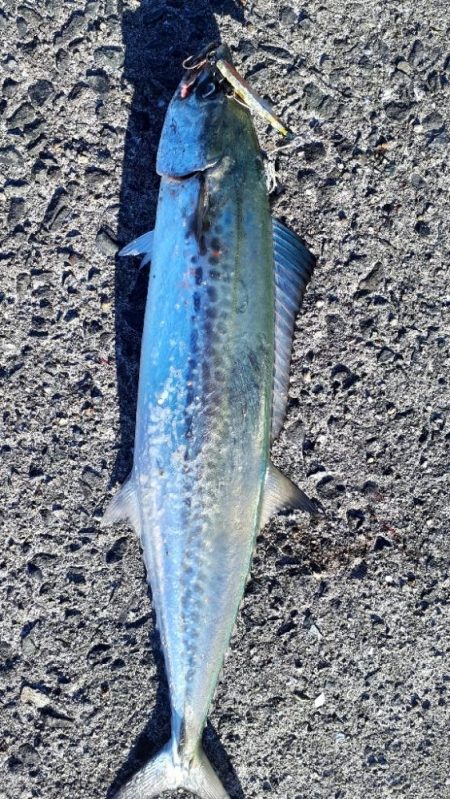 サゴシつれだしました