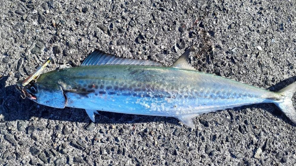 サゴシつれだしました