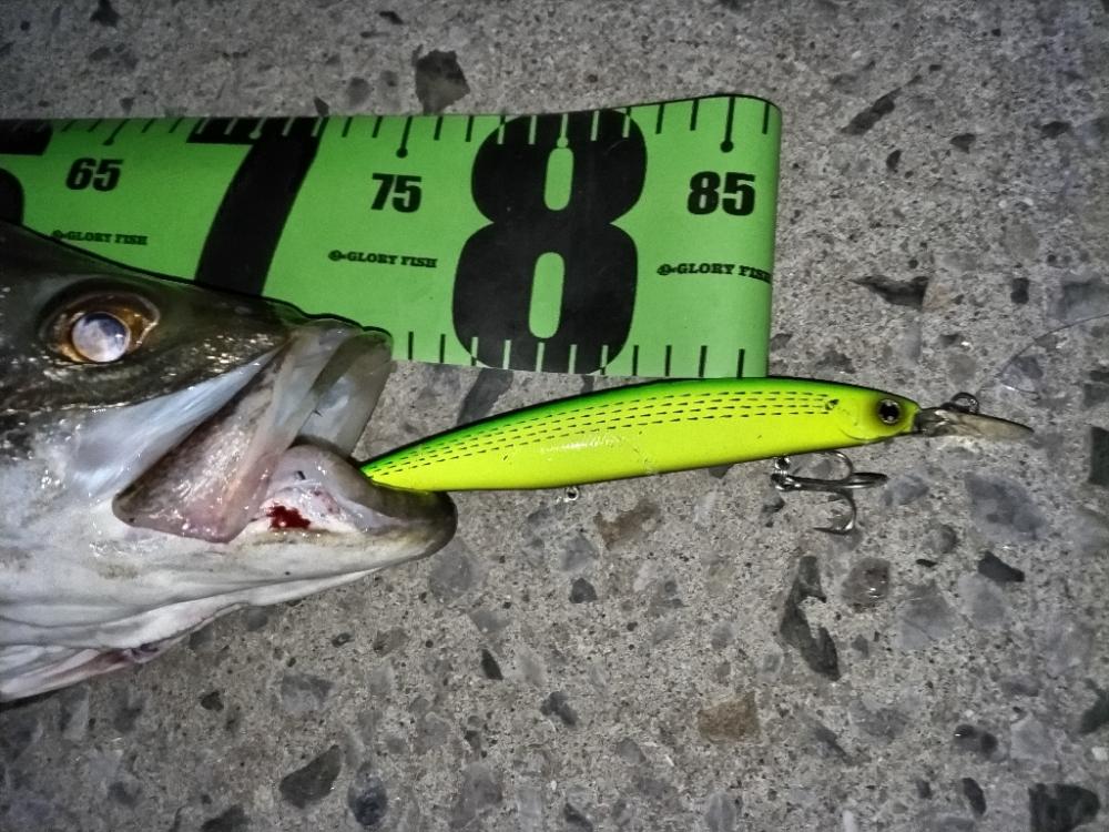 ランカーに1cm足りず…