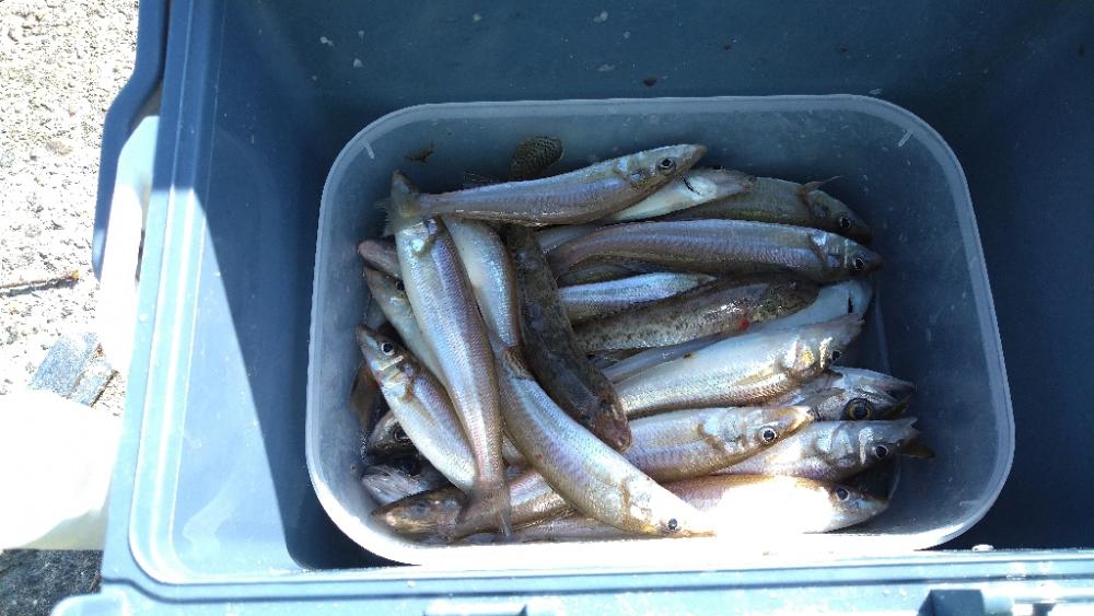 久々のキス釣り