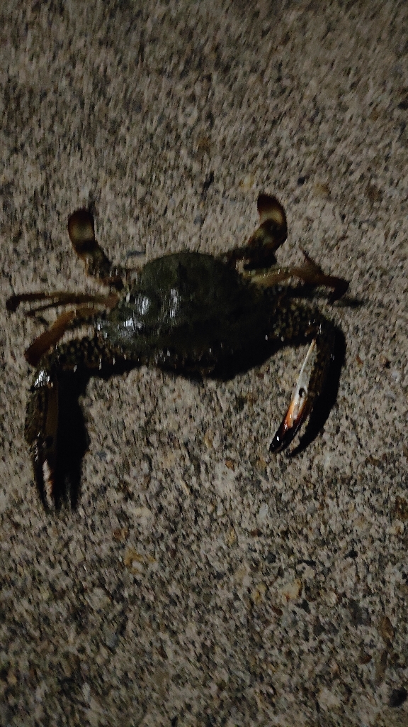 なんか釣れれば良いかなと