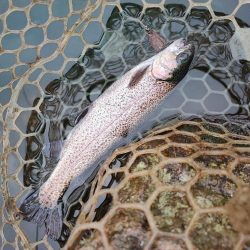 埼玉でニジマス釣り