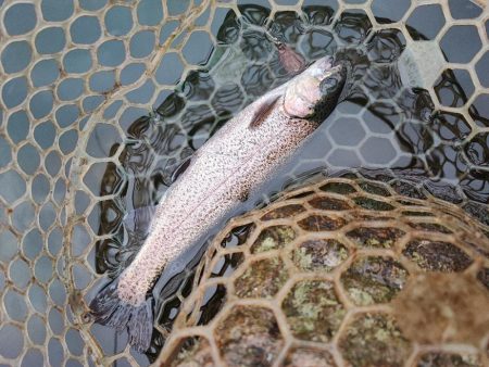 埼玉でニジマス釣り