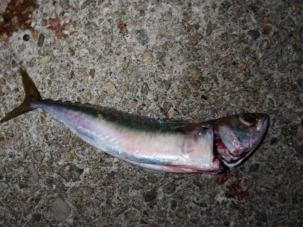 太刀魚狙いが…