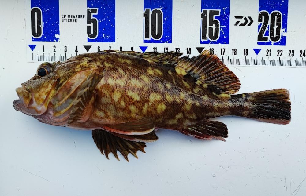 雨上がりの穴撃ちデイシーバス