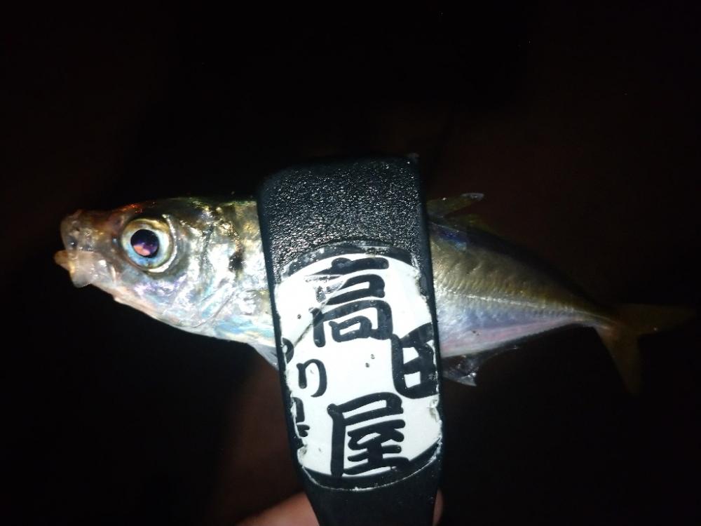 今夜はややむず