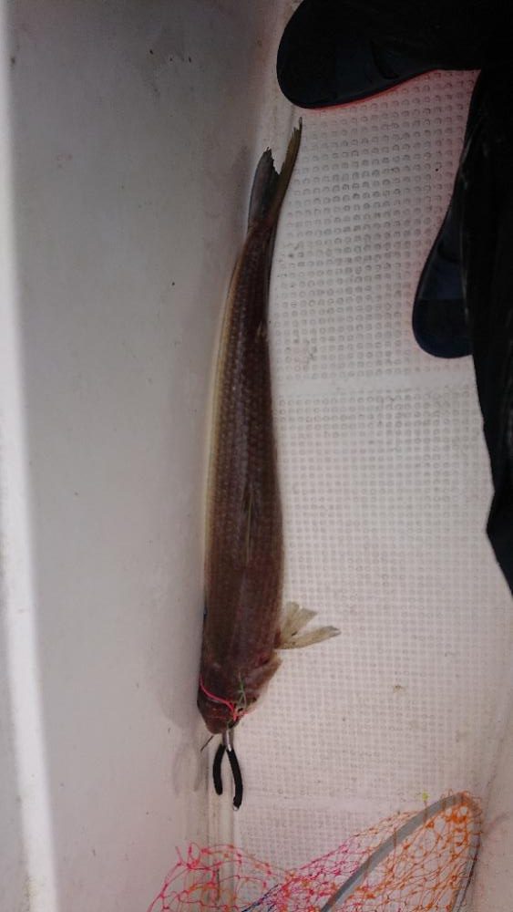 鯛ラバなのに鯛坊主