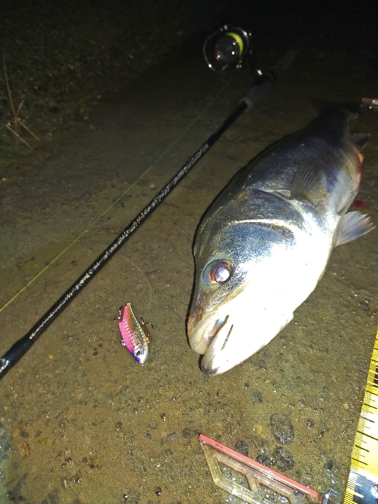 俺ぐらいになるとシーバス側から来てくれる