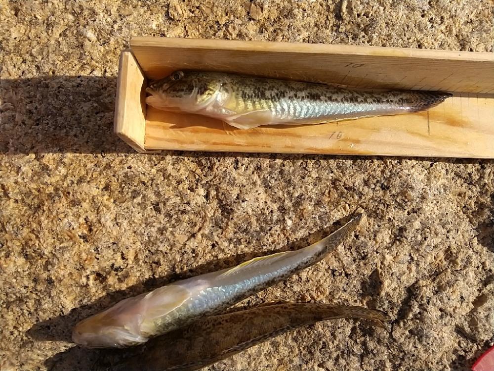 淀川ハゼ～穴釣り開幕戦