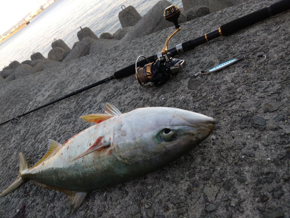 サワラが釣りたい!