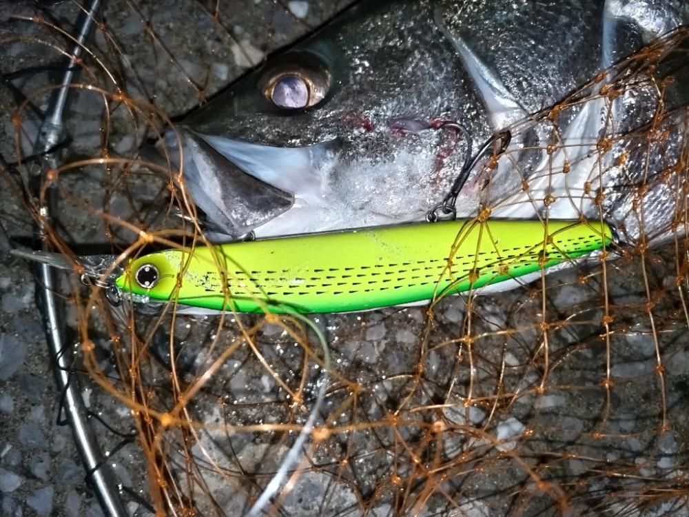 市内港湾部にてシーバスゲット!