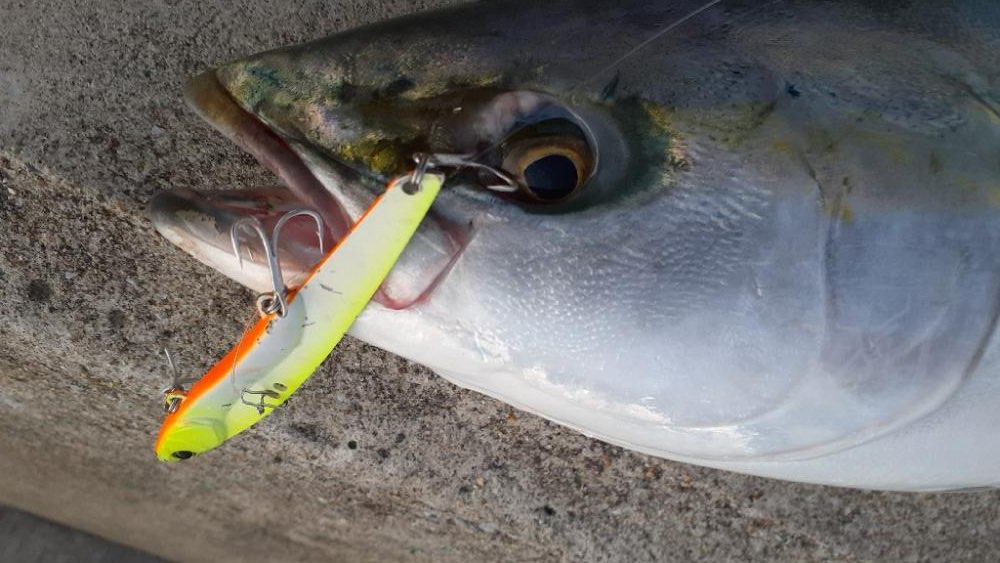 早朝はブリ、サワラまわってます！