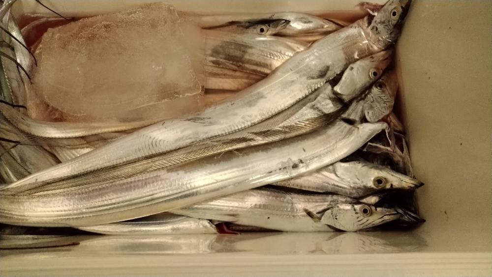 太刀魚ライトジギング