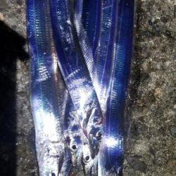 タチウオ狙いでエギングも。