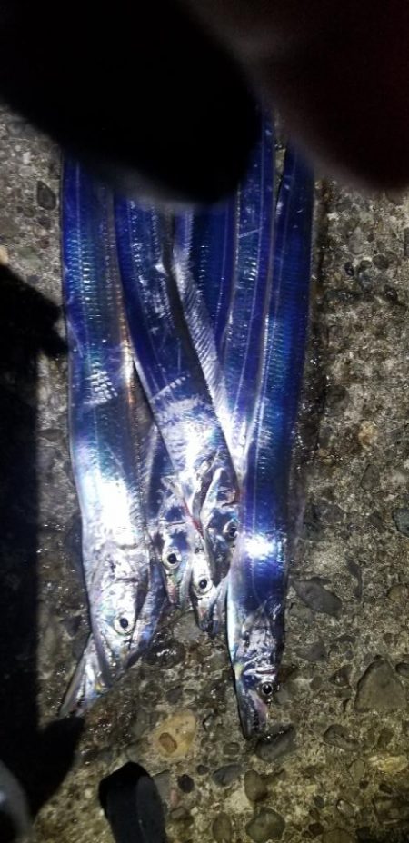 タチウオ狙いでエギングも。