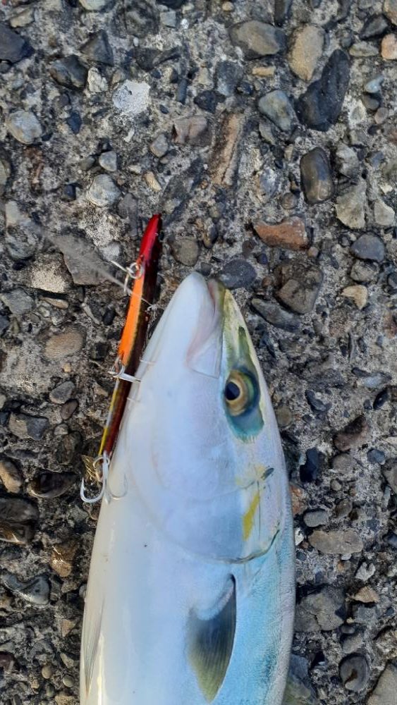 サゴシも結構跳ねてます