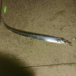 太刀魚テンヤ釣り